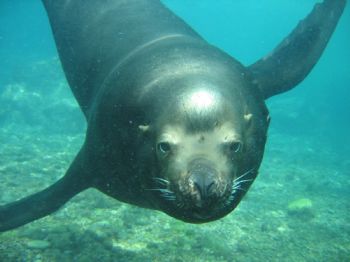 A SCUBA honeymoon adventure to San Carlos Mexico inspired... by Tiffani Johannsen 